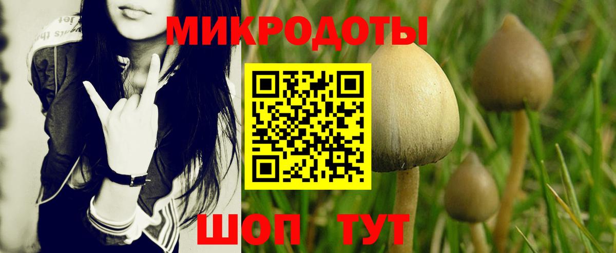 Галлюциногенные грибы Psilocybe Соликамск